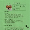 1462 | [#1462] 감자(양측 슬개골탈구 G4)의 수술후기