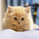 행복드림 동물병원 이미지