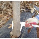 청목농장 이미지