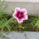 진맥한의원 이미지