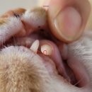 태화동물병원 이미지