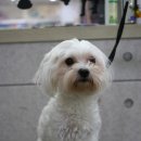 숑숑펫살롱 이미지