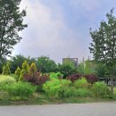 중앙애견 | [김포 애견 동반] 김포한강 중앙공원 반려견 산책 후기 🌿