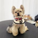 강남대로83길 53 | 반려견호텔 3박 4일 이용 후기 가성비 좋은 펫호텔 비용 정리