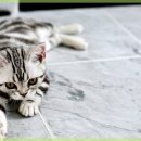 강남동물의료센터 이미지