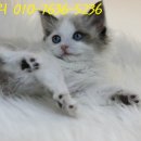 랙돌하우스 이미지