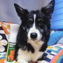 그린펫동물병원 이미지