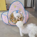 엔젤라독 이미지