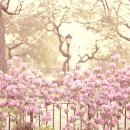 바이올렛(Violet)