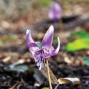 얼레지펜션 이미지