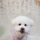 애견미용 이미지