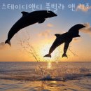 스테이디앤디풀빌라 | 제주도펜션 스테이디앤디 풀빌라 앤 리조트 제주도여행 저렴하게 즐길 수 있는 숙소추천