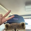 네이비짐 | 파타고니아 P-6 라벨 맥클루어 햇 뉴 네이비 후기｜요즘 데일리로 쓰는 캠프캡