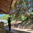 김면장군유적지 | (고령여행)김면장군유적지&amp;도암서원 배롱나무 탐방