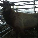 사슴자연방목장 이미지