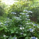 강아지마을2012 이미지