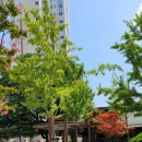 조촌동주민센터 이미지