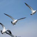 갈매기의 꿈 이미지