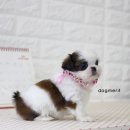 안경쟁이 이미지