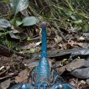 개멋지개 이미지