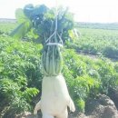 타작마당 | [작품분석] 정약용, 고전시가, 보리타작