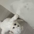 야옹아멍멍해봐울산