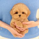 미유펫 강아지분양 고양이분양 김포점 이미지