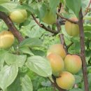 가산농장 이미지