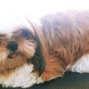 개 웃는날 이미지