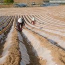 일등농장 이미지