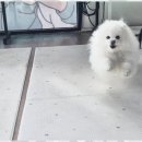 애견멀티샵 이미지