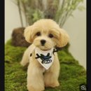 꽃개미용실 이미지