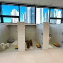 맘바이 루프탑 테라스 강아지 애견호텔 애견유치원 이미지