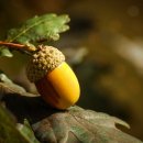 도토리의꿈 이미지