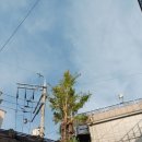 은행나무빌라 이미지