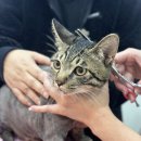 단추펫살롱 이미지