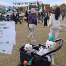 동락공원 반려동물 놀이터 이미지