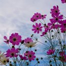 찐짜루 이미지