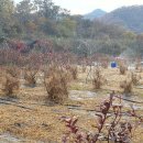 25.11.19 가을 가뭄에 급수작업 및 건초 글어내기 이미지