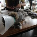 냥이 이발소 이미지