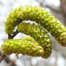 오리나무로 이미지