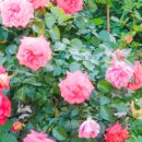 장미목장 이미지