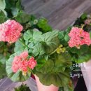 러블리몽 이미지