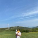 삼양라운드힐 주식회사 | 🐑 대관령 삼양라운드힐, 초록빛 들판에서 만난 하루 힐링제대로🌿