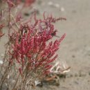 주식회사 캘러스 이미지