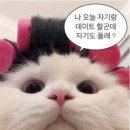 야옹이네 고양이카페 네이버블로그