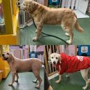 마이핫독 이미지