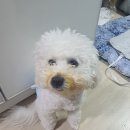[복자이야기] 속초동물의료센터 방문기
