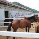 함안 승마장 이미지