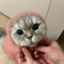 백산메디칼 | 동래구 금정구 친절하고 과잉진료없는 서동 동물 메디컬센터 소중한 내 고양이를 위한 동물병원